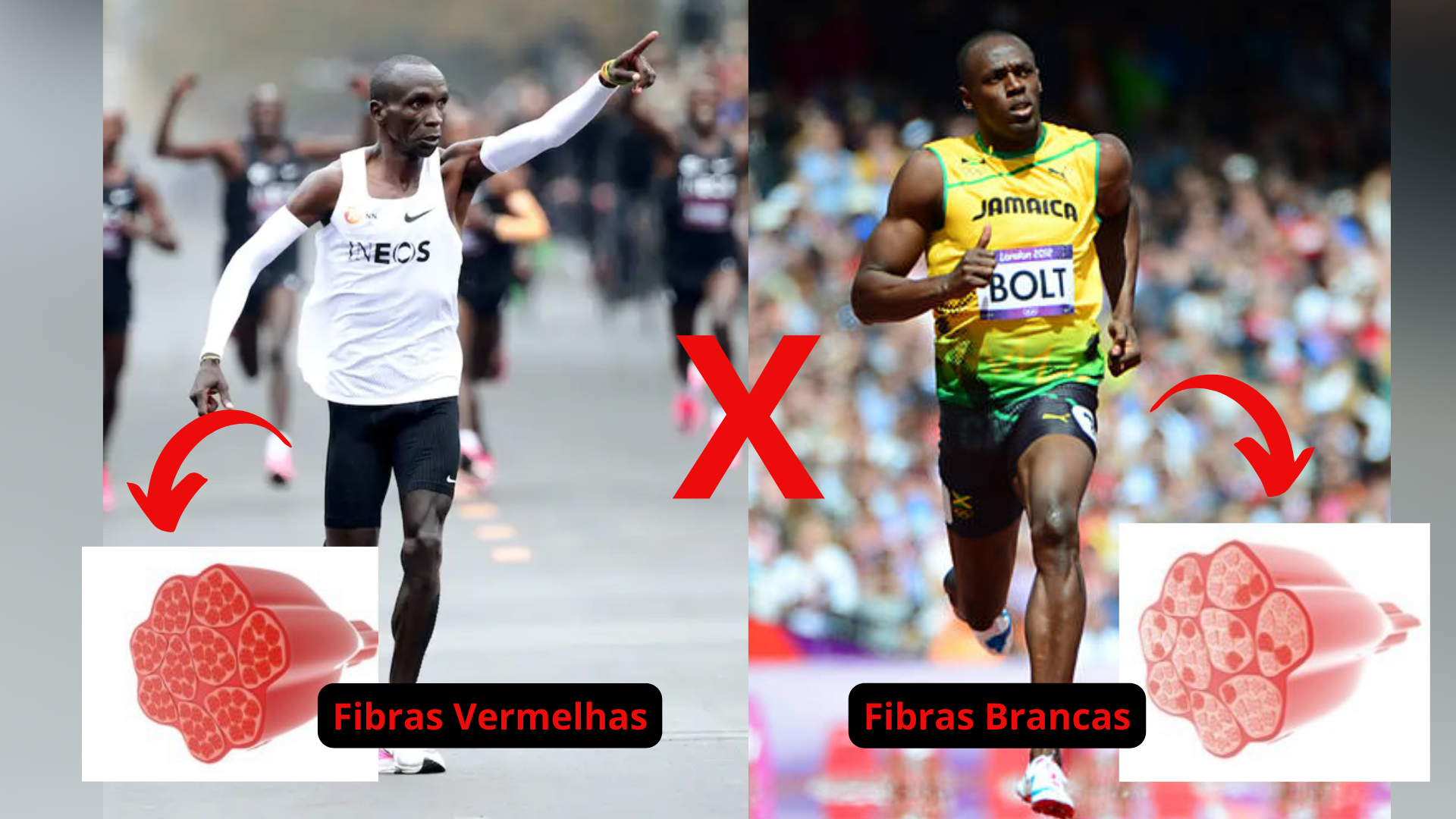 diferenças entre as fibras de um maratonista para as fibras de um velocista