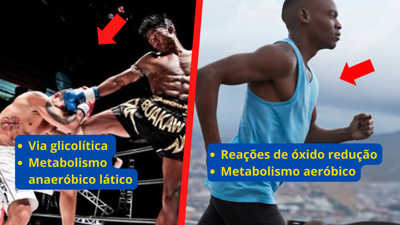 diferenças do metabolismo do muay thai para o metabolismo da corrida de longa distância